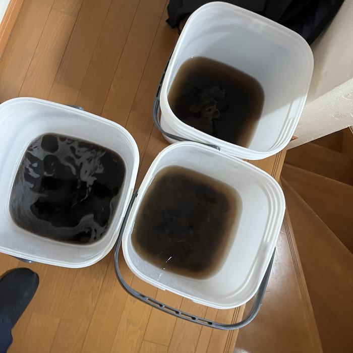 回収した汚水がバケツ3つ分たまっている